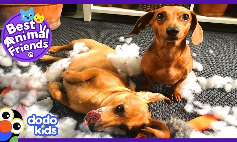 Two Cuddliest Wiener Dogs Look Exactly Alike | Animal Videos for Kids | Dodo Kids