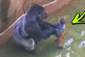 Unbelievable Animals That Saved People's Lives