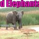 Wild Elephants |Scenes of Elephants Playing|காட்டு யானைக்குட்டிகள் விளையாடும் காட்சிகள் Wild Animals