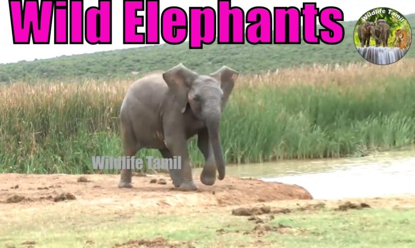 Wild Elephants |Scenes of Elephants Playing|காட்டு யானைக்குட்டிகள் விளையாடும் காட்சிகள் Wild Animals