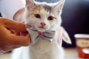 10 of the Cutest Kittens at Weddings