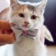 10 of the Cutest Kittens at Weddings