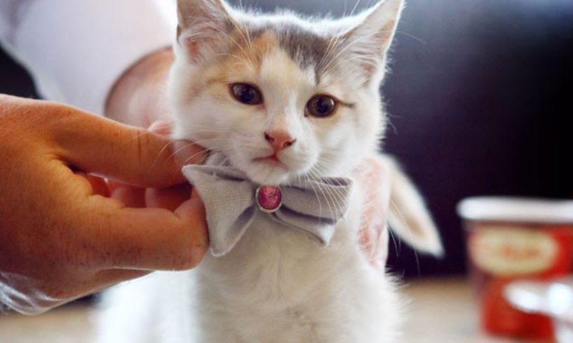10 of the Cutest Kittens at Weddings