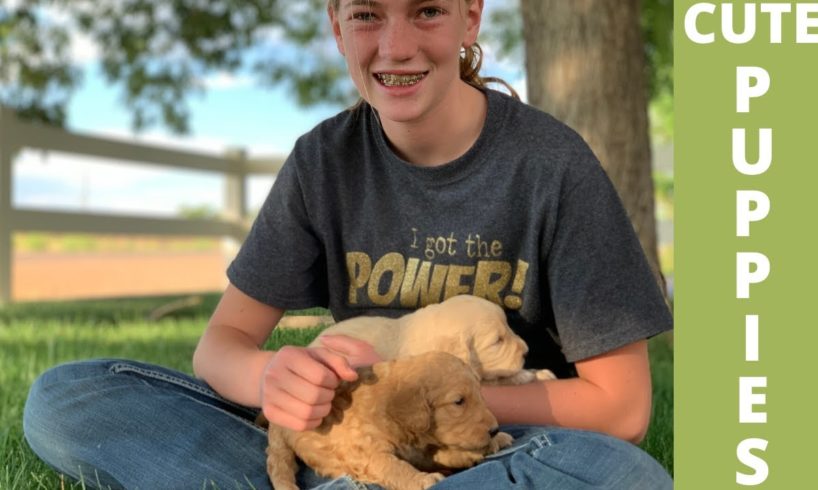 4 WHEELER RIDE | CUTEST PUPPIES EVER