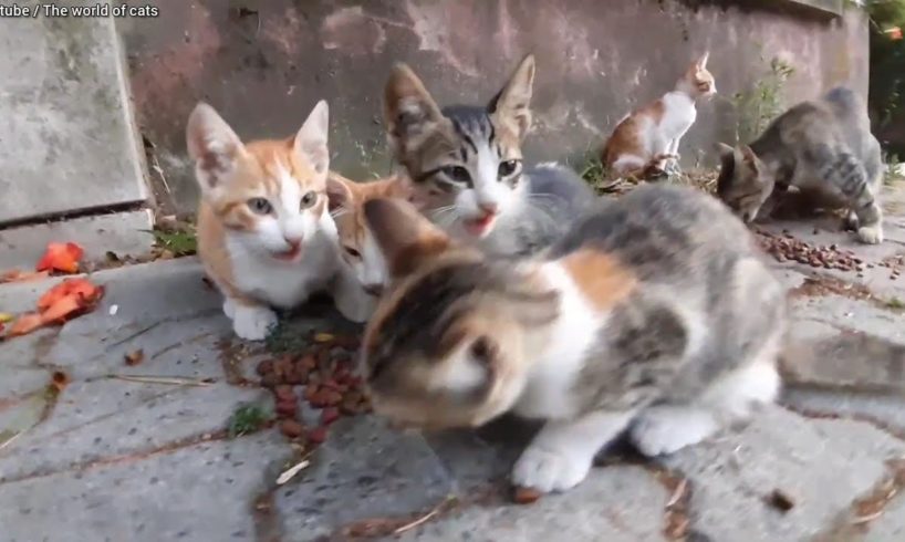 5 Cute kittens and their sweet mother. (Cute Kittens)