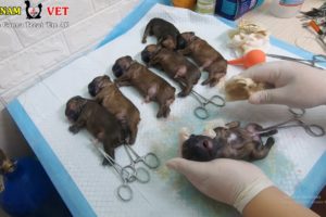 7 Cutest Baby Bull Puppies were saved – God bless these cute puppies