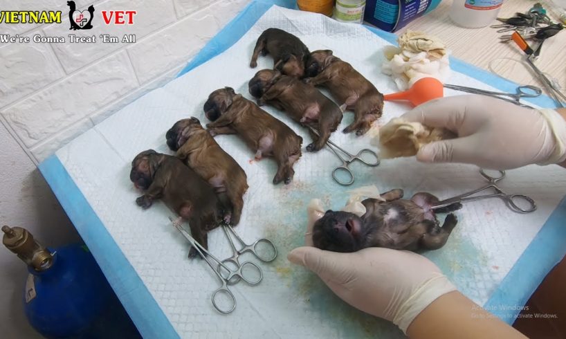 7 Cutest Baby Bull Puppies were saved – God bless these cute puppies