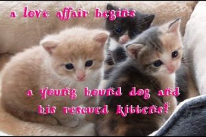 A Young Hound Dog and His Rescued Kittens ~ Cutest Kittens ~ Just One Minute to Brighten Your Day!