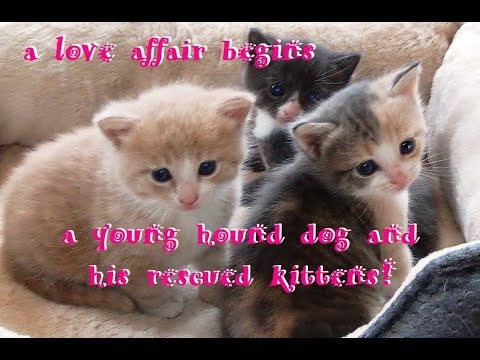 A Young Hound Dog and His Rescued Kittens ~ Cutest Kittens ~ Just One Minute to Brighten Your Day!