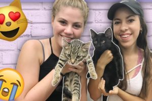 ADOPTING THE CUTEST KITTENS EVER?! ?