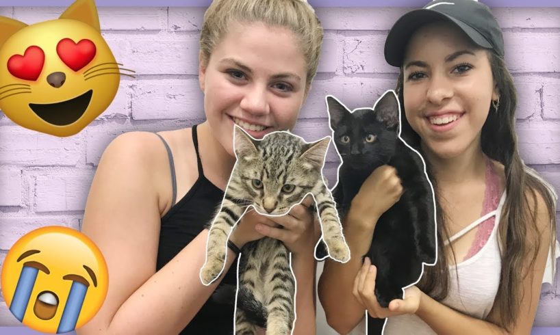 ADOPTING THE CUTEST KITTENS EVER?! ?