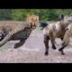 Animal Fighting | जानवरों की ख़तरनाक लड़ाई | #animalladai