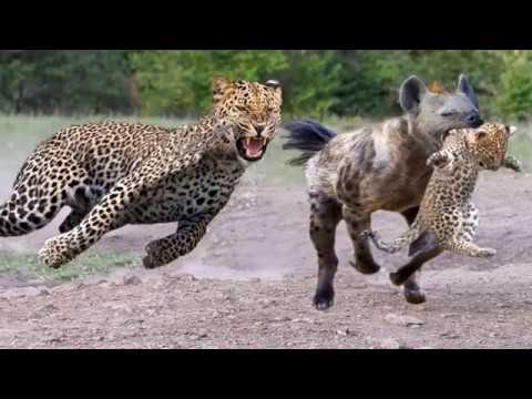 Animal Fighting | जानवरों की ख़तरनाक लड़ाई | #animalladai