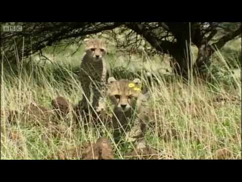 Animal danger! Cheetah cubs vs rhino | Cheetahs | Fast Track to Freedom | BBC