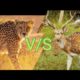 ?Animals Fight??? cheetah vs Deer