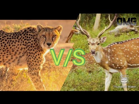 ?Animals Fight??? cheetah vs Deer