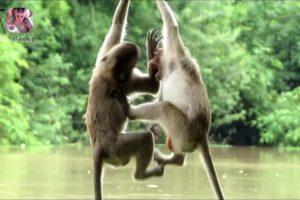 ?Animals Monkeys?Watch monkey playing on the tree in Riverside