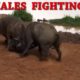 Animals fight in jungle : wildlife with fights 2019