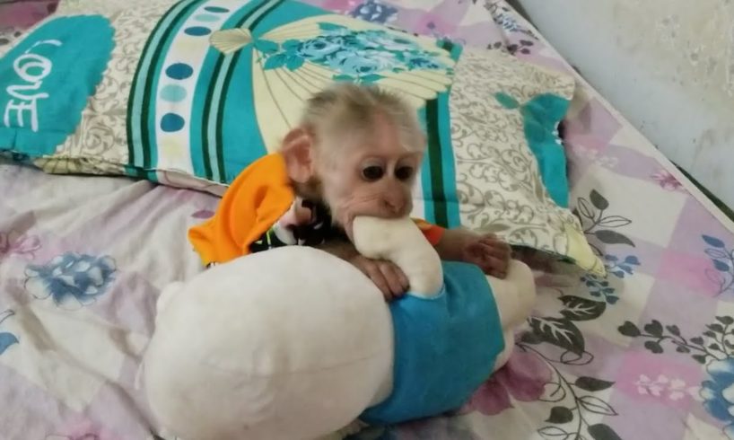 Baby monkey playing with super cute stuffed animals