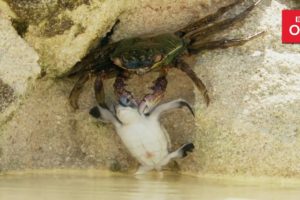 Baby turtle vs crab - Animal Babies: Episode 2 - BBC One