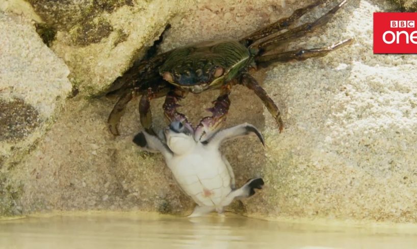 Baby turtle vs crab - Animal Babies: Episode 2 - BBC One