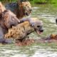 Big battle between Lion vs Hyena Fight! Animals Fighting For Foods Hyenas, Wild dog - Attack of Anim