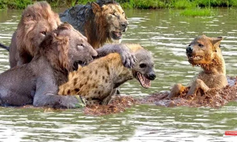 Big battle between Lion vs Hyena Fight! Animals Fighting For Foods Hyenas, Wild dog - Attack of Anim