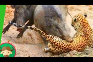 Boar vs leopard | poor & king challenge ( pigs boar leopard ) Animals vlog info