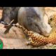 Boar vs leopard | poor & king challenge ( pigs boar leopard ) Animals vlog info