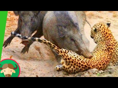Boar vs leopard | poor & king challenge ( pigs boar leopard ) Animals vlog info