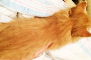 CUTEST KITTEN SNEEZE