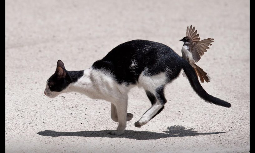 Cat Vs Bird Fight - Animals Fight