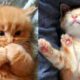 Cute Cats Video 2019 ? Cutest Kittens Compilation Ever ?