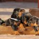 Cute Doberman Puppies - Cutest Puppies Compilation