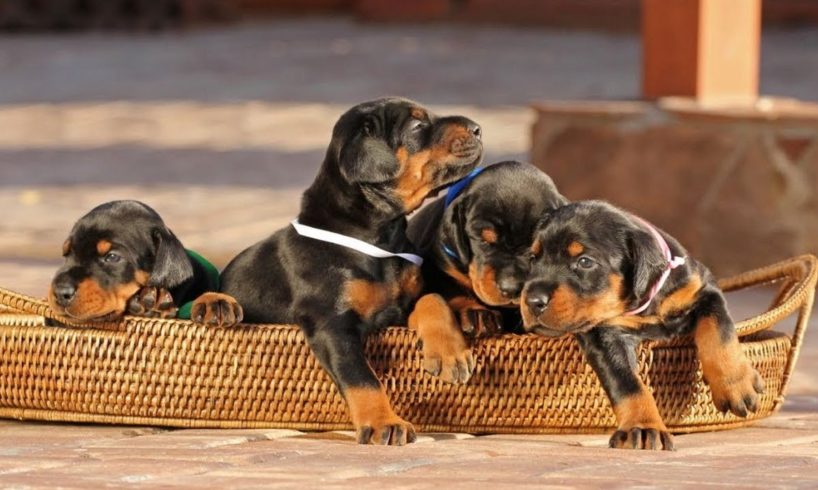 Cute Doberman Puppies - Cutest Puppies Compilation