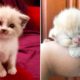 ? Cute Kittens Doing Funny Things 2020 ? #1  Cutest Cats