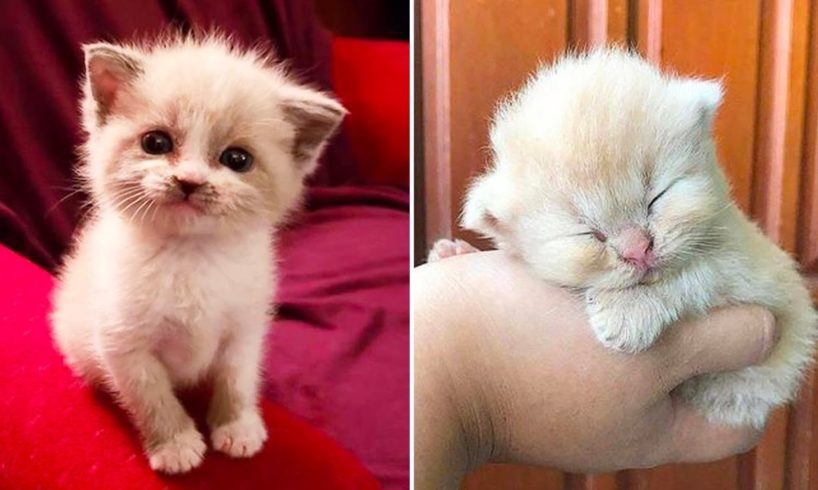 ? Cute Kittens Doing Funny Things 2020 ? #1  Cutest Cats