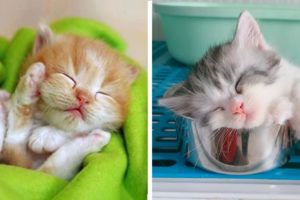 ? Cute Kittens Doing Funny Things 2020 ? #12 Cutest Cats