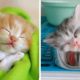 ? Cute Kittens Doing Funny Things 2020 ? #12 Cutest Cats