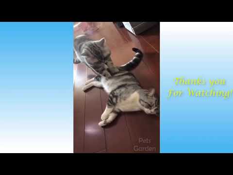 Cute Pets ? And Funny Animals Compilation ? #35 | cute animals