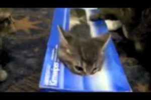 Cutest Kitten Compilation Ever !!