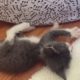 Cutest Kitten! Foster kitten being adorable! Coral grabbing at the music notes! Watch LIVE 24/7