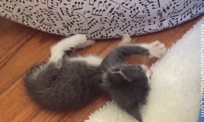 Cutest Kitten! Foster kitten being adorable! Coral grabbing at the music notes! Watch LIVE 24/7