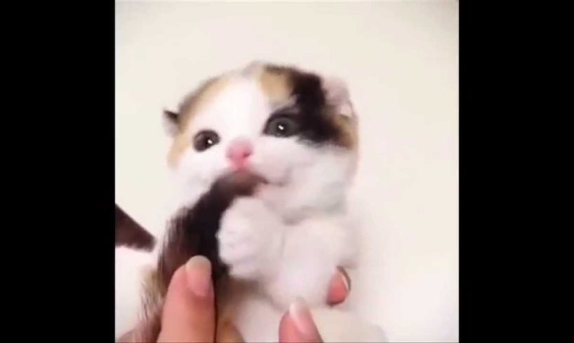 Cutest Kitten!!!! Meao~~