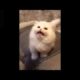 Cutest Kittens EVER SEEN  Cutest Animals and Funniest Animals Compilation