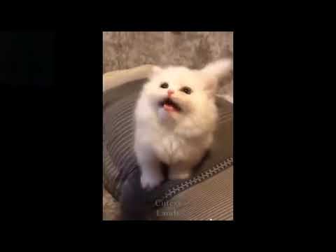 Cutest Kittens EVER SEEN  Cutest Animals and Funniest Animals Compilation