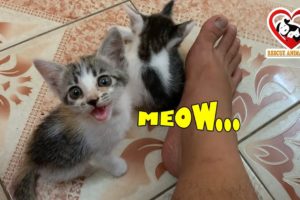 Cutest Kittens Meowing Loudly ASKING Daddy for Foods How to TRAIN and Take care of Baby Kittens