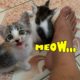 Cutest Kittens Meowing Loudly ASKING Daddy for Foods How to TRAIN and Take care of Baby Kittens