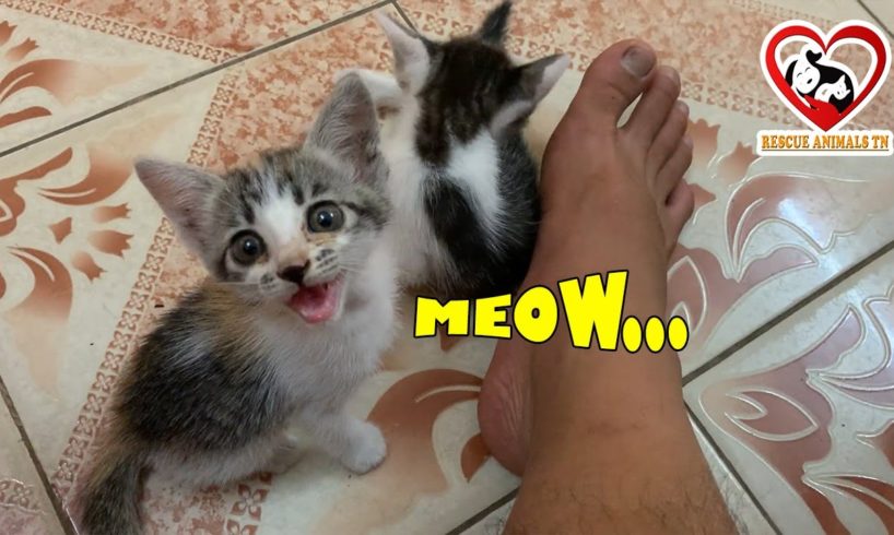 Cutest Kittens Meowing Loudly ASKING Daddy for Foods How to TRAIN and Take care of Baby Kittens