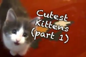 Cutest Kittens (Part 1)